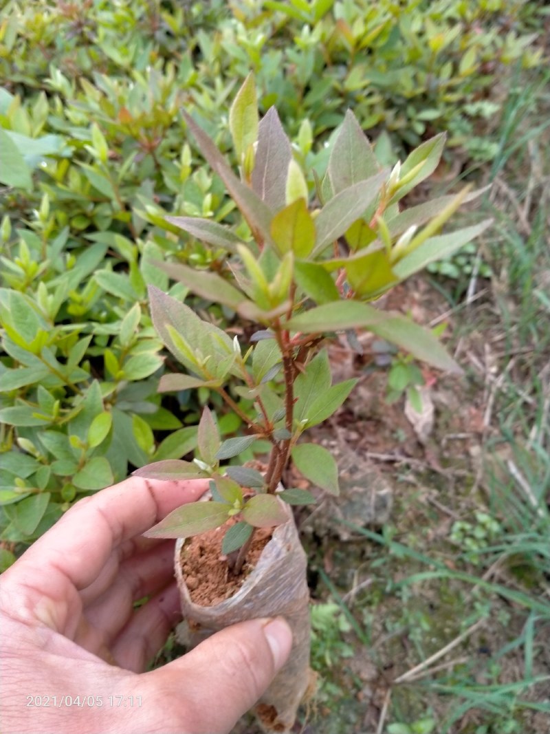 杜鹃苗，映山红类，广西本土自育苗场，长年供货