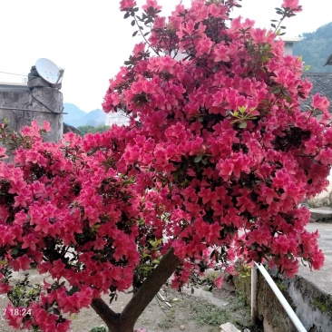 杜鹃苗，映山红类，广西本土自育苗场，长年供货