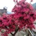 杜鹃苗，映山红类，广西本土自育苗场，长年供货