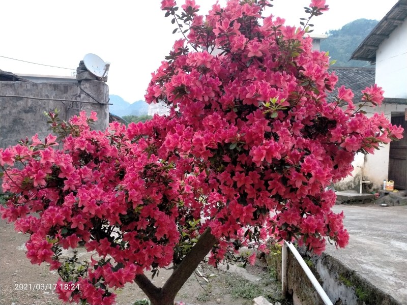 杜鹃苗，映山红类，广西本土自育苗场，长年供货