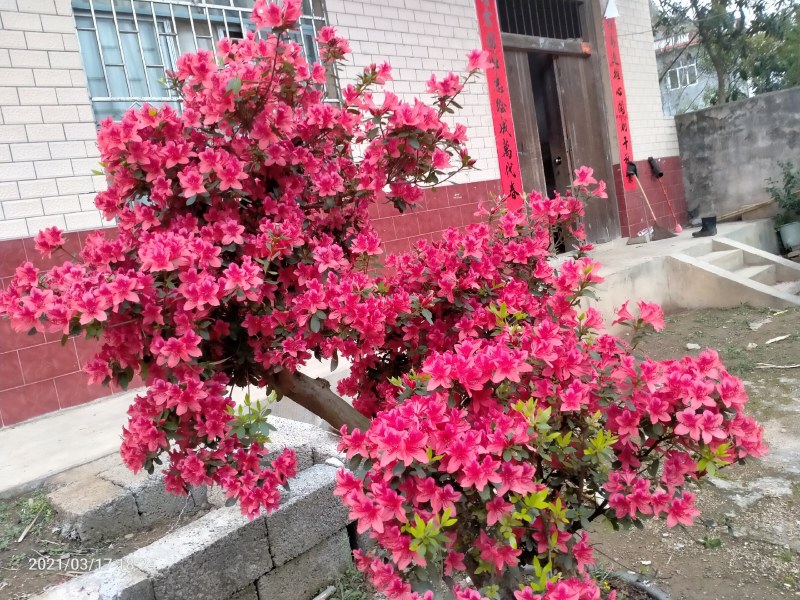 杜鹃苗，映山红类，广西本土自育苗场，长年供货