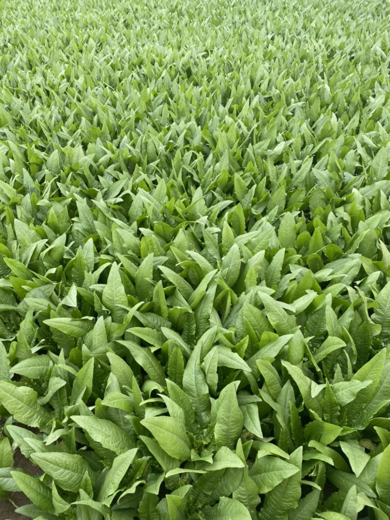 山东·曹县常年供应油麦菜，多种规格，价格实惠，量大从优