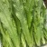 山东·曹县常年供应油麦菜,多种规格,价格实惠,量大从优