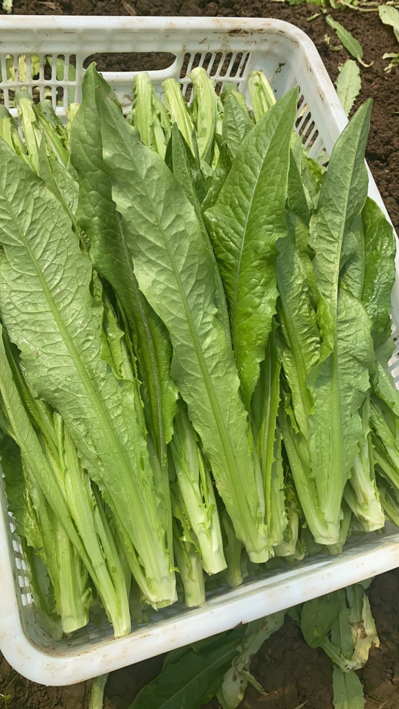 山东·曹县常年供应油麦菜，多种规格，价格实惠，量大从优