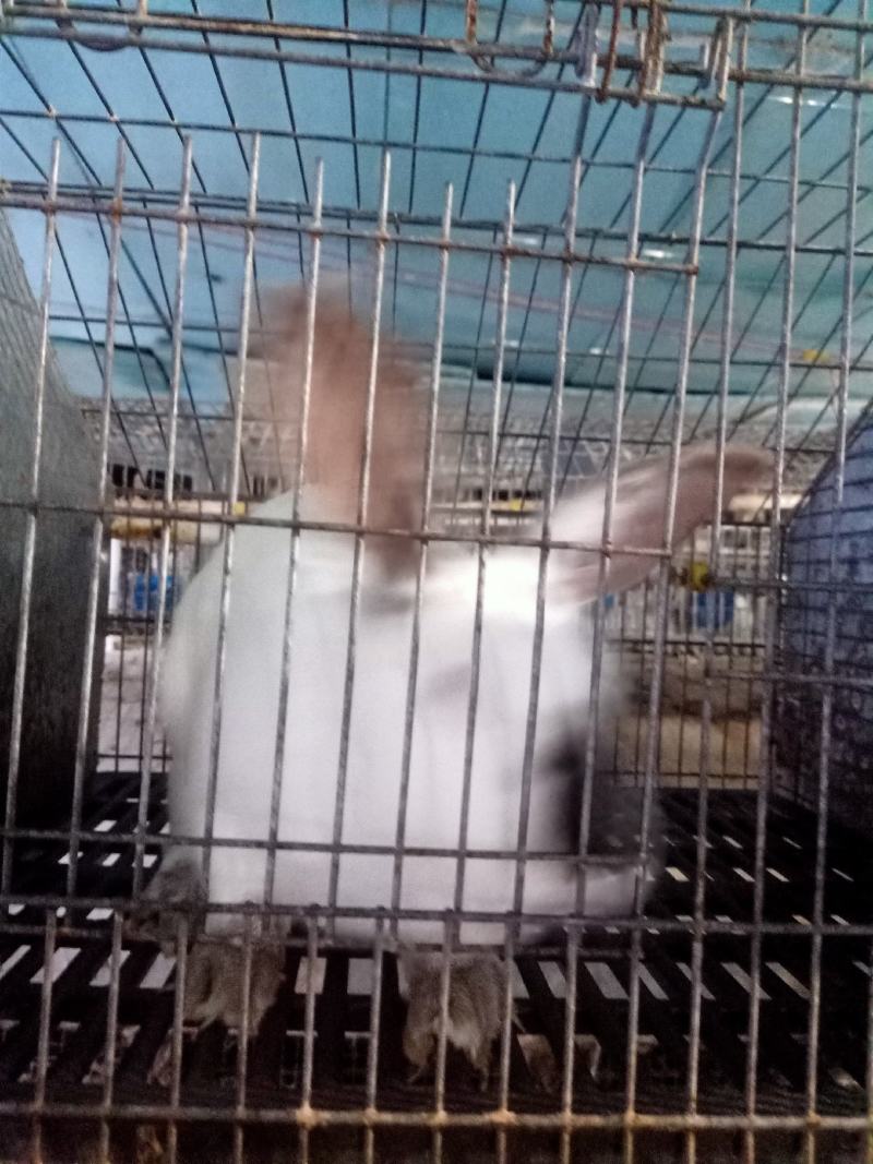 肉兔