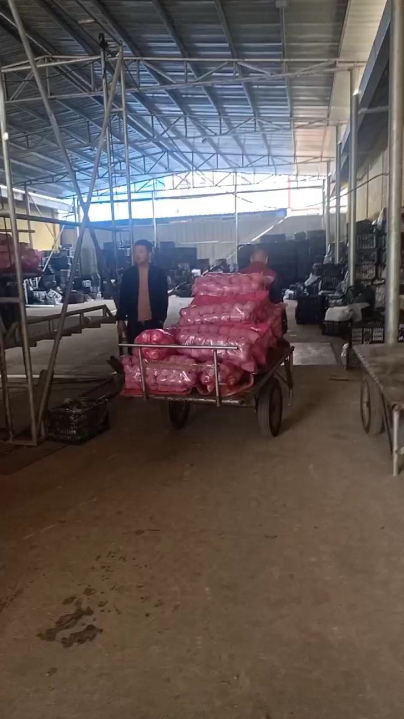 万荣临猗冰糖心，膜袋筐装、大铁筐、羊奶苹果，可视频看货。