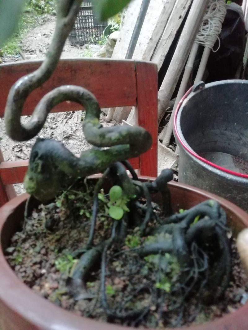 金弹子苗金弹子根艺胚芽苗弯弯拐拐苗，包邮