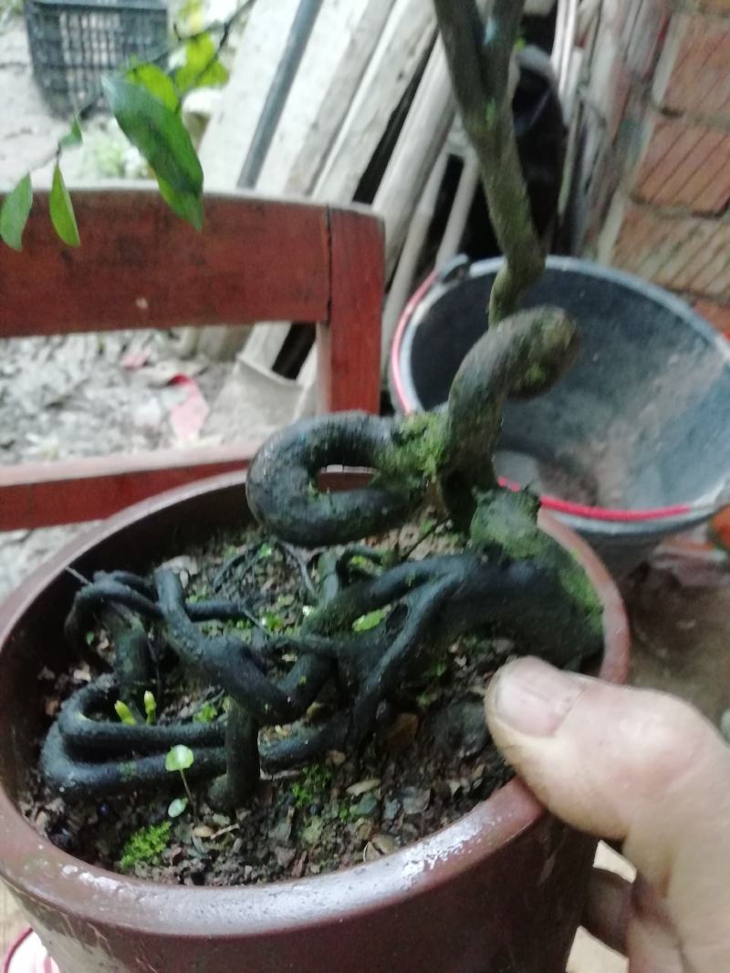 金弹子苗金弹子根艺胚芽苗弯弯拐拐苗，包邮