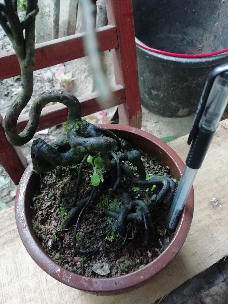 金弹子苗金弹子根艺胚芽苗弯弯拐拐苗，包邮