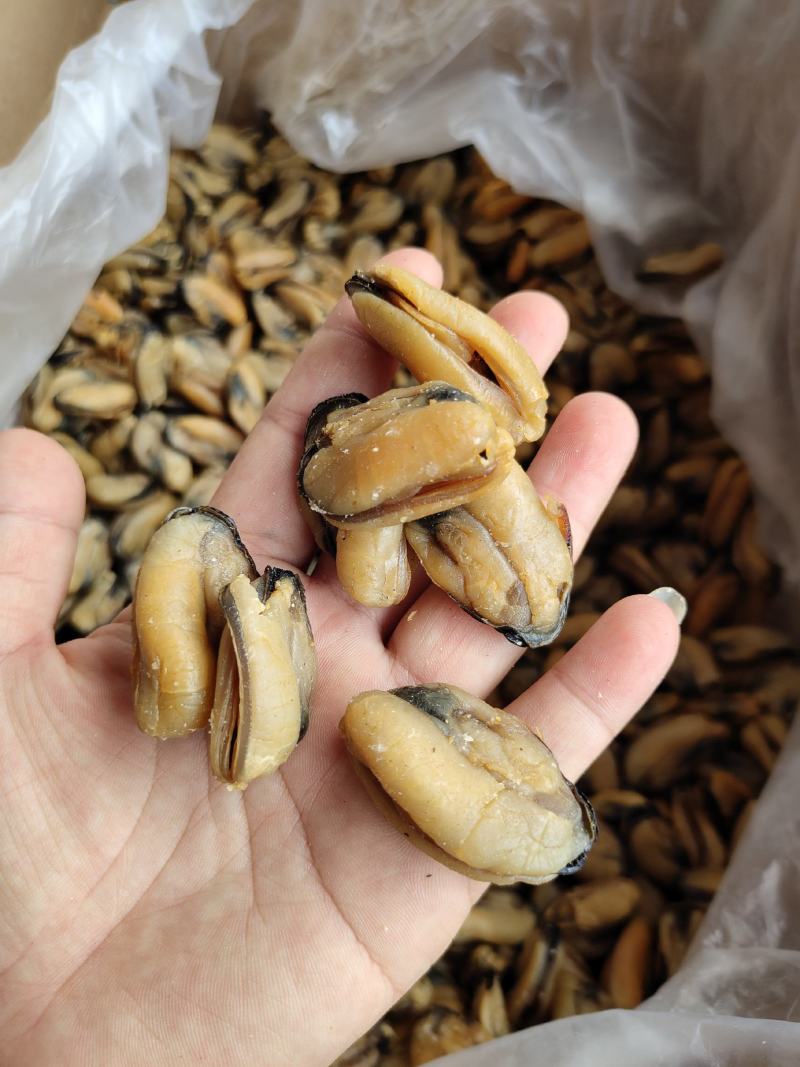 特大淡菜一斤90-100粒海虹干淡干海鲜干货北海海味