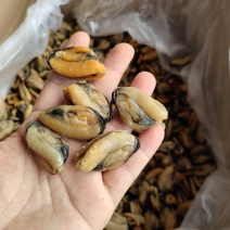 特大淡菜一斤90-100粒海虹干淡干海鲜干货北海海味