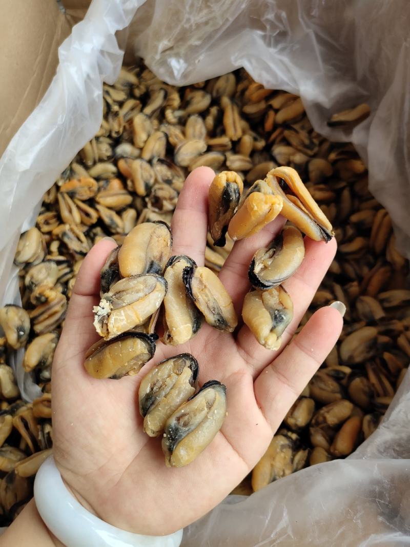 特大淡菜一斤90-100粒海虹干淡干海鲜干货北海海味