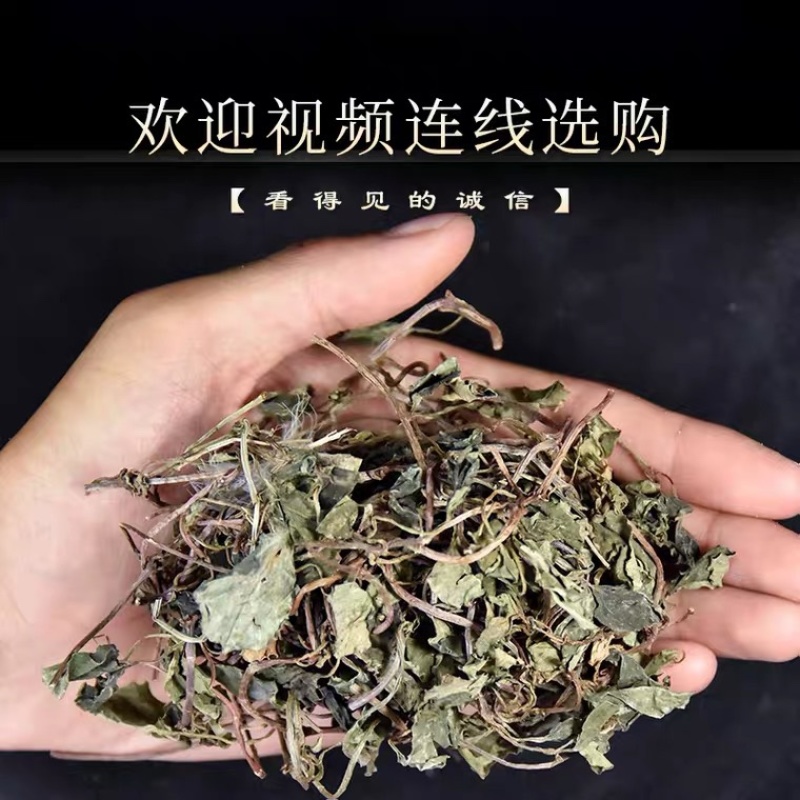 金钱草小叶金钱草观光金钱草产地直销量大从优