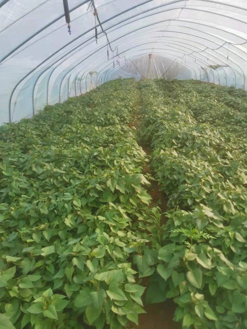 济薯26，西瓜红，济薯25，紫罗兰，烟薯红薯苗上市