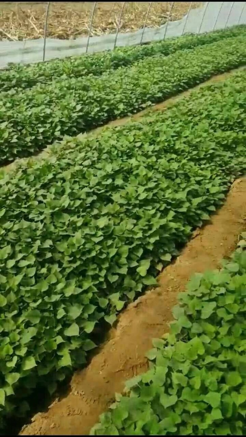 紫罗兰紫薯苗上市中，高剪苗，大田苗，拔苗，脱毒苗。