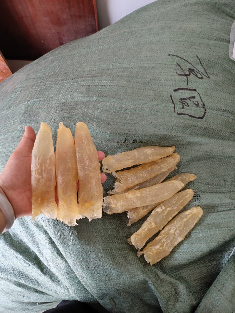 一手货源批发花胶鱼胶非黄花胶筒巴沙鱼胶鱼胶28头一斤