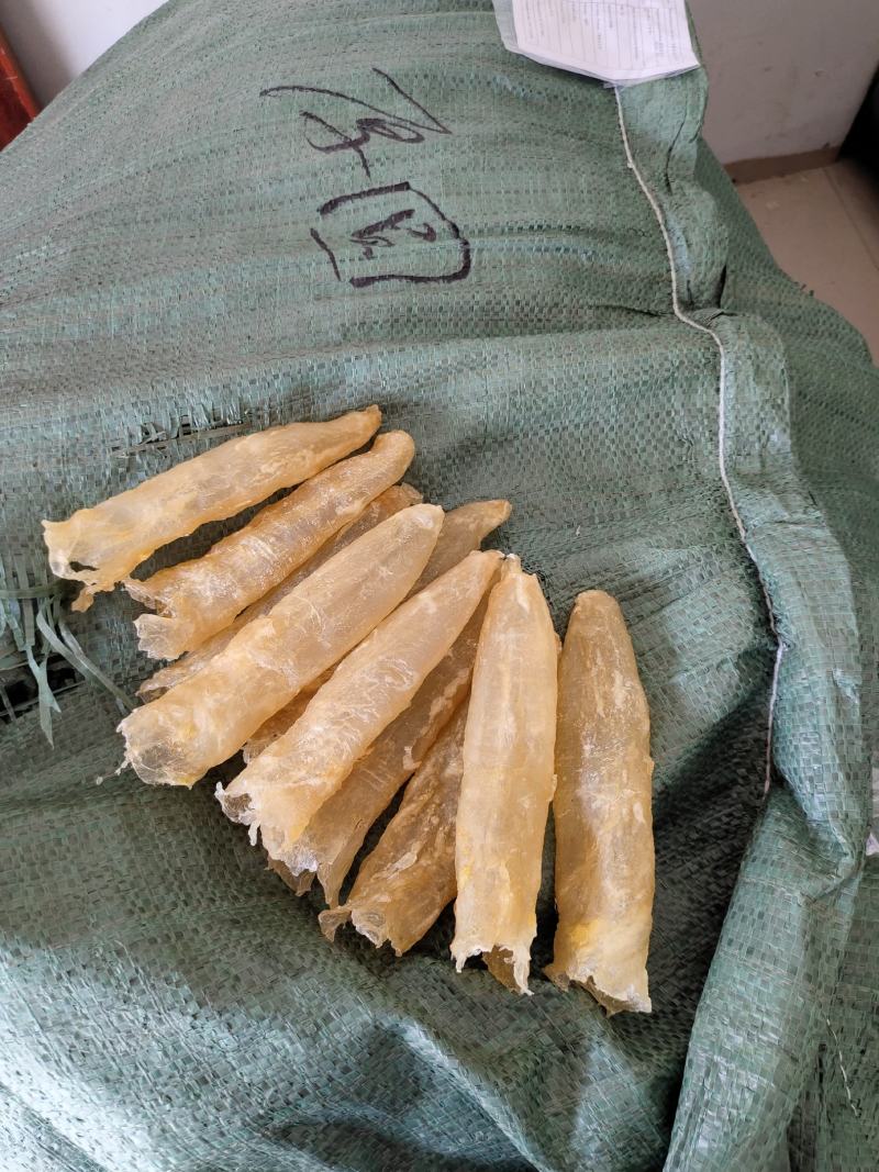 一手货源批发花胶鱼胶非黄花胶筒巴沙鱼胶鱼胶28头一斤