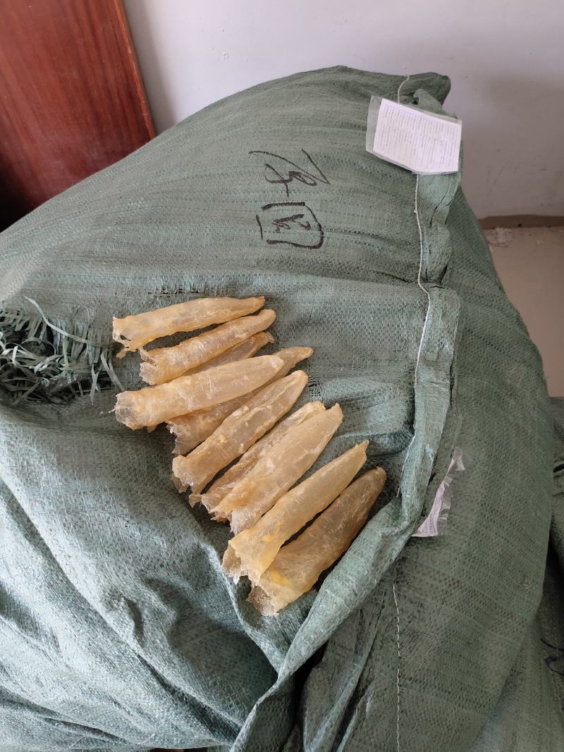 一手货源批发花胶鱼胶非黄花胶筒巴沙鱼胶鱼胶28头一斤