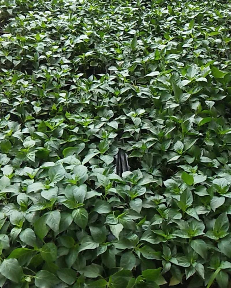 优质小米椒苗小米辣苗【免费提供技术指导，量大从优】
