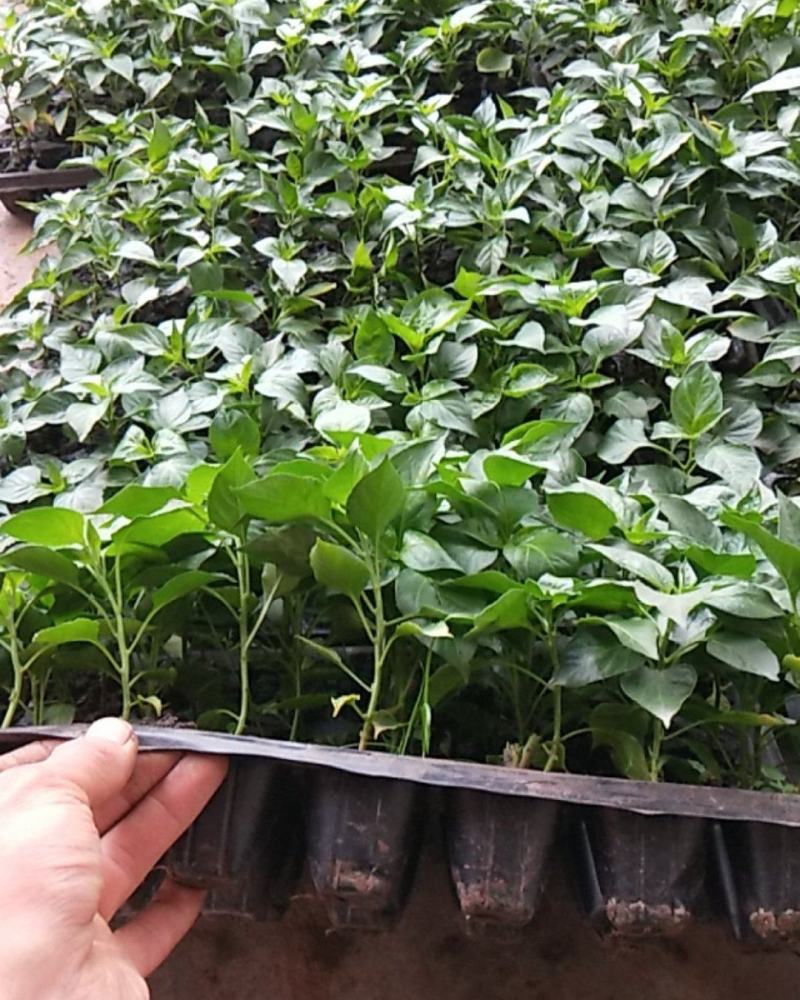 优质小米椒苗小米辣苗【免费提供技术指导，量大从优】