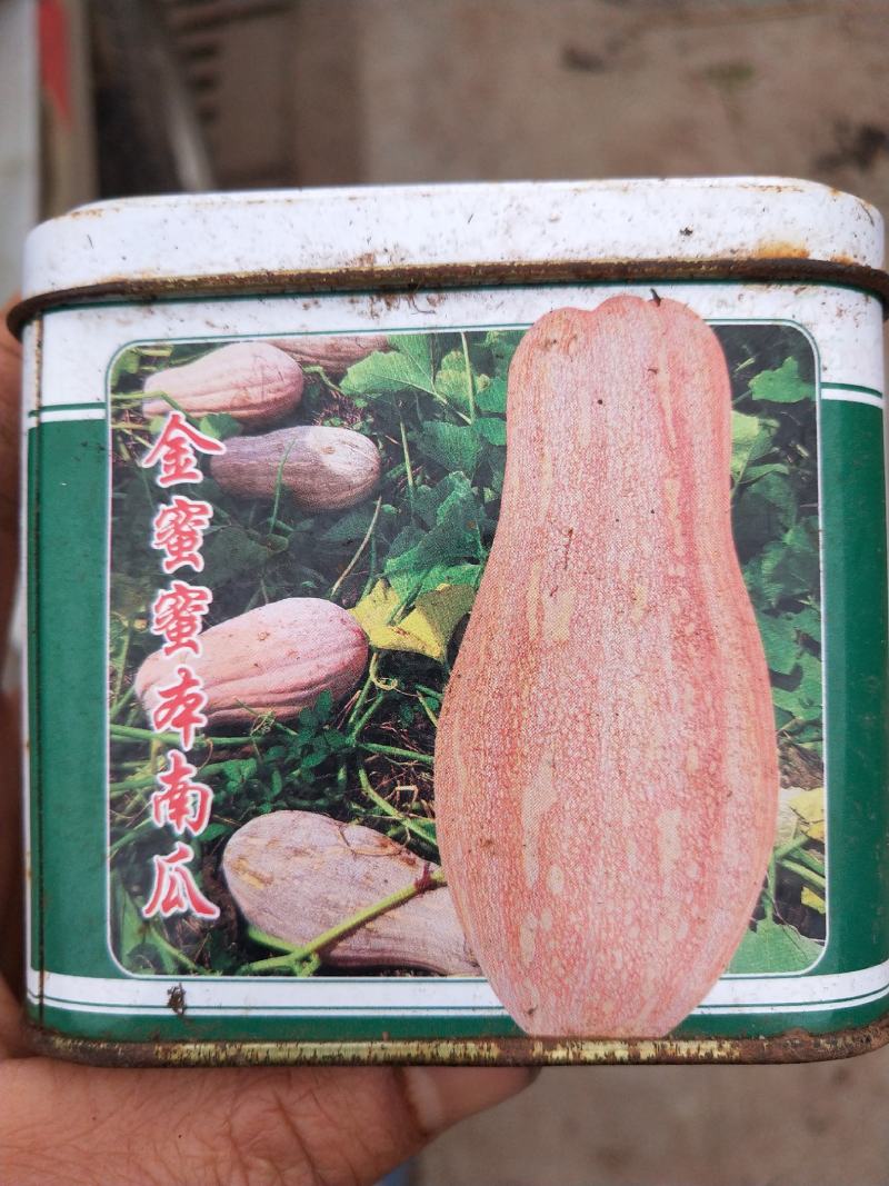 密本南瓜直生苗穴盘苗【基地直供，保质保量】