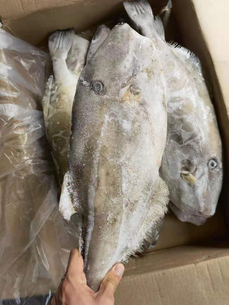 印度原条马面鱼1000/1500冷链物流配送