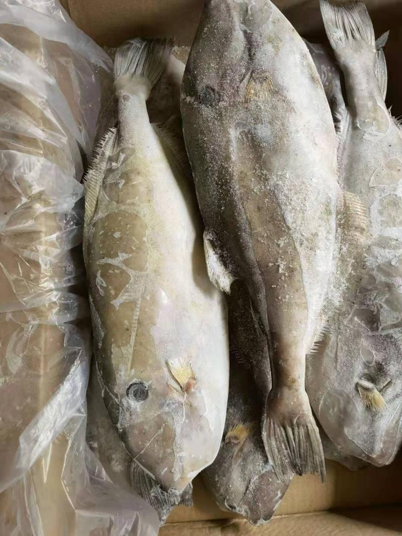 印度原条马面鱼1000/1500冷链物流配送