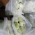 甘蓝—卷心菜大量上市中
