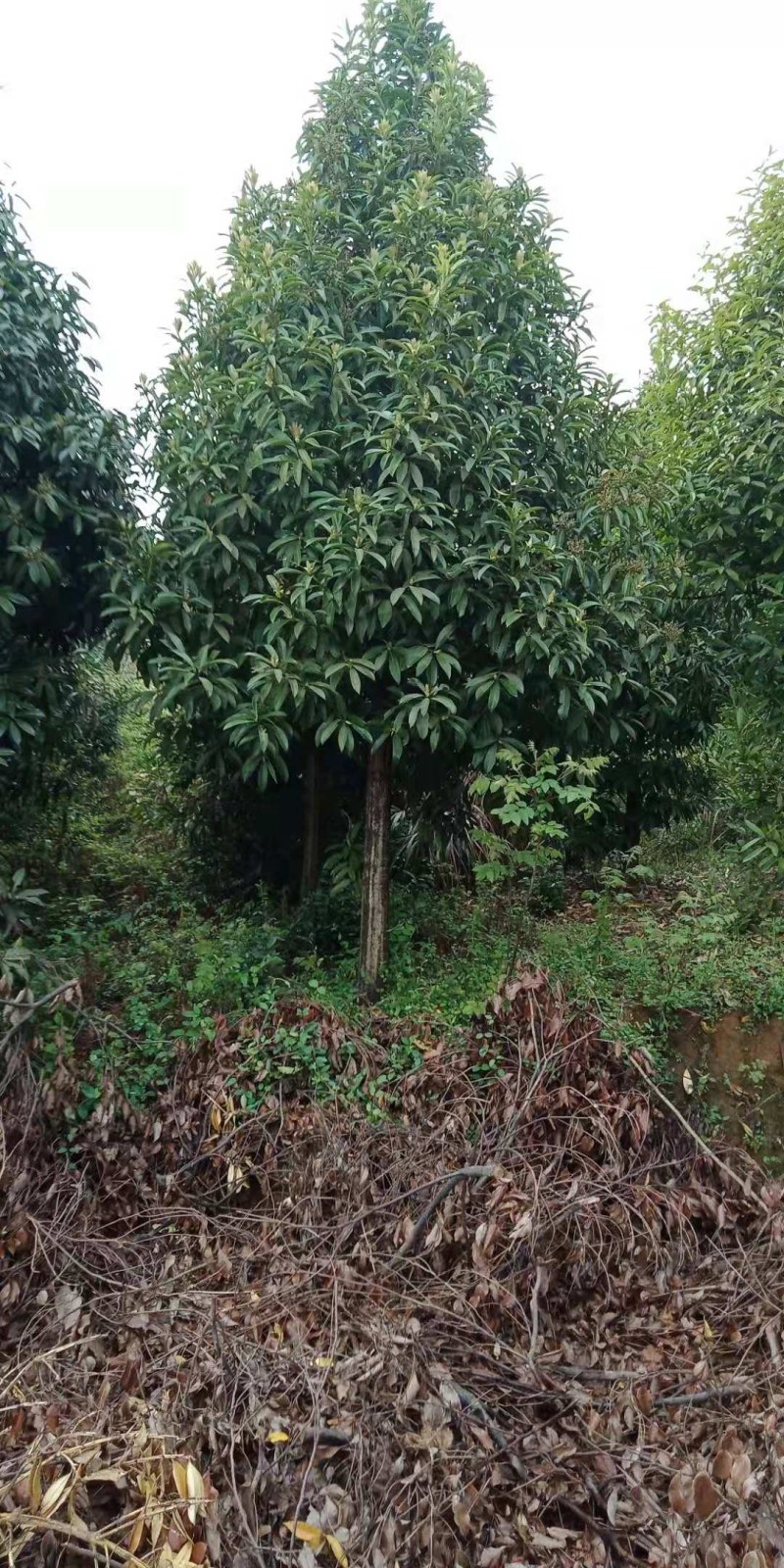 凌角三矾江西凌角三矾大量供应