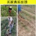 背负式施肥机农用多功能施肥器玉米上肥科器种菜下肥追肥神器