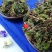 精选云南野生回心草茴心草干净清爽无灰尘包邮