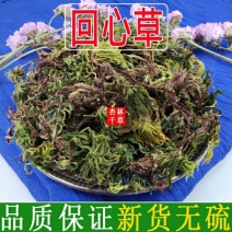 精选云南野生回心草茴心草干净清爽无灰尘包邮