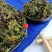 精选云南野生回心草茴心草干净清爽无灰尘包邮
