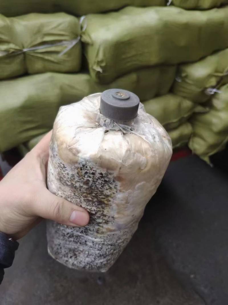 平菇菌包火爆模式，火爆产品，席卷全国，吃票子的好产品