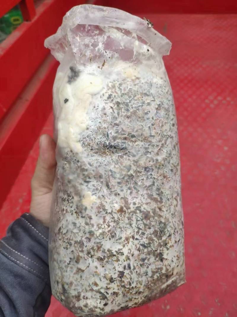平菇菌包火爆模式，火爆产品，席卷全国，吃票子的好产品