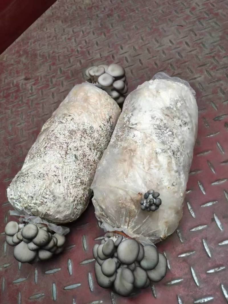 平菇菌包火爆模式，火爆产品，席卷全国，吃票子的好产品