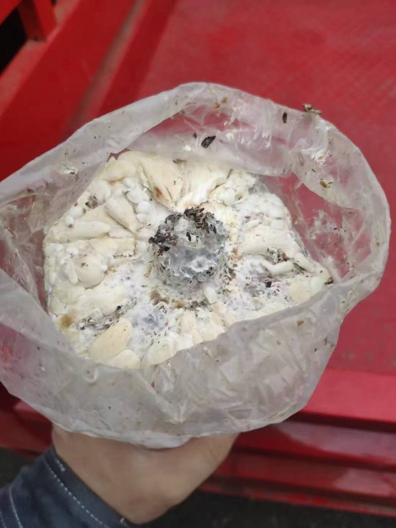 平菇菌包火爆模式，火爆产品，席卷全国，吃票子的好产品