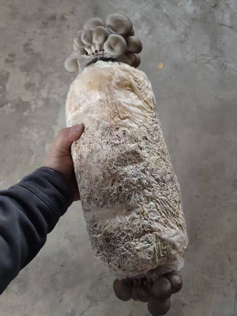 平菇菌包火爆模式，火爆产品，席卷全国，吃票子的好产品