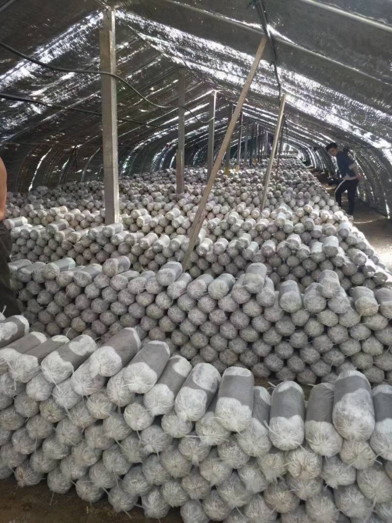 平菇菌包火爆模式，火爆产品，席卷全国，吃票子的好产品