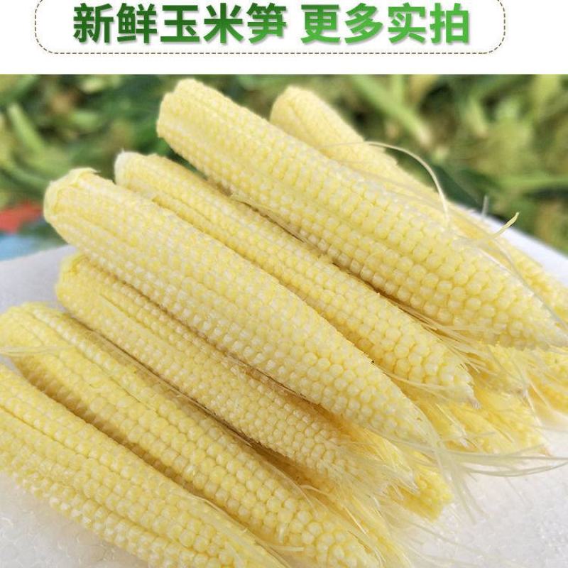 无农药现摘甜玉米笋迷你小玉米笋水果玉米新鲜蔬菜食材包邮