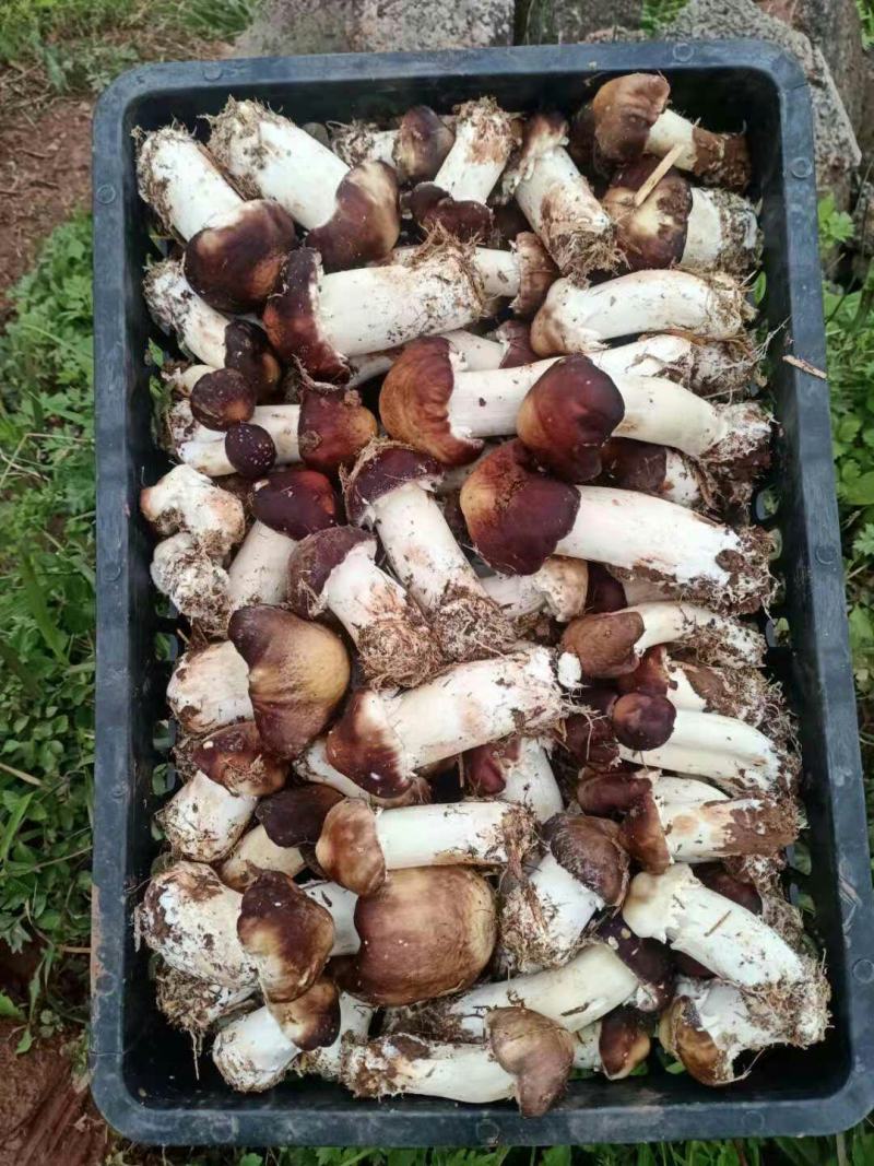 大球盖菇大出菇要烂地里了