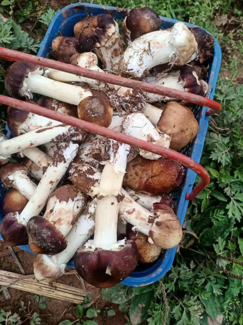 大球盖菇大出菇要烂地里了