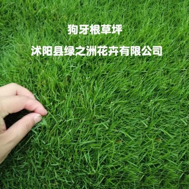 进口狗牙根百慕大草坪种子现在国内行情全国货到付款