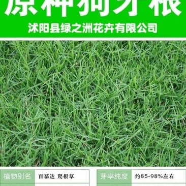 进口狗牙根百慕大草坪种子现在国内行情全国货到付款