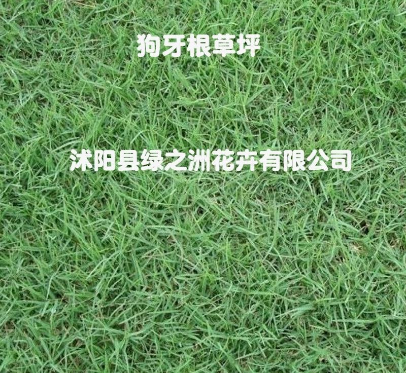 进口狗牙根百慕大草坪种子现在国内行情全国货到付款