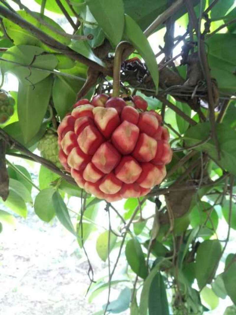 黑老虎苗供应
