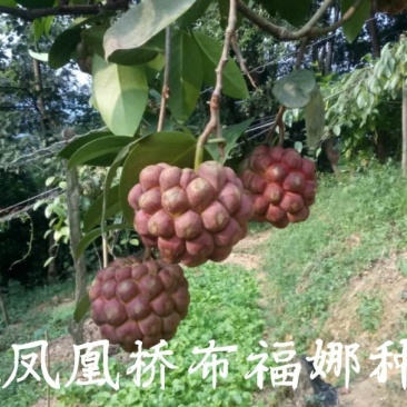 黑老虎苗供应