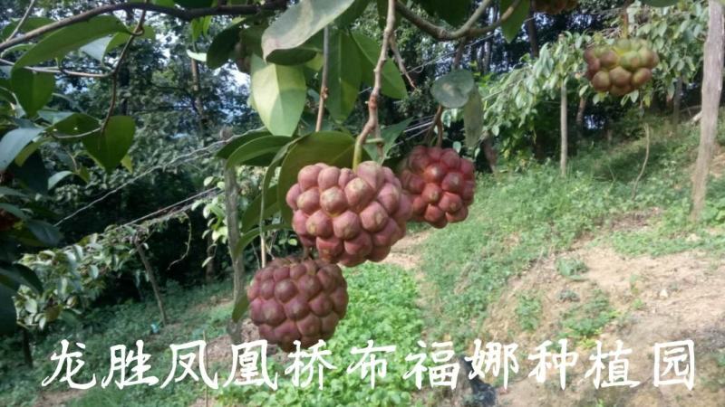 黑老虎苗供应