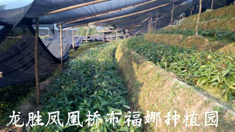 黑老虎苗供应