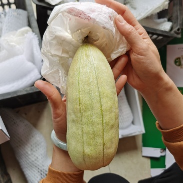 大荔县范家高石脆瓜现货供应，大量上市